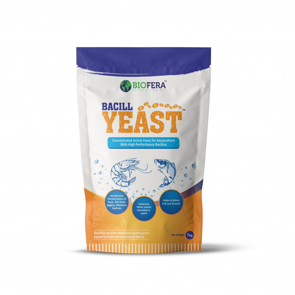 BACILL YEAST